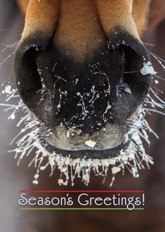 Frosty Muzzle with Season's Greetings Horse Boxed Cards