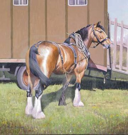 Handsome Clydesdale Horse Greeting Card