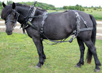 Leather Draft Horse Farm Team Harness