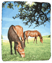 Horses on Pasture Fleece Throw
