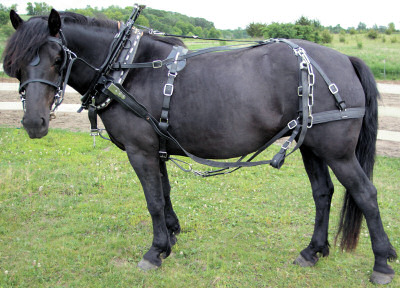 Brass Heavy Horse Harness Driving Terret